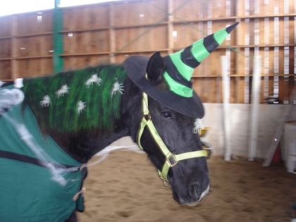 Cheval déguisé en sorcière