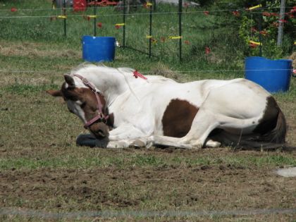 Maggy au repos