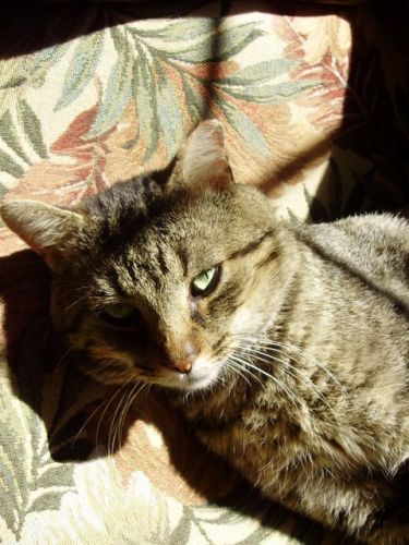 Mon chat Bob qui prend un bain de soleil dans le solarium ! :)