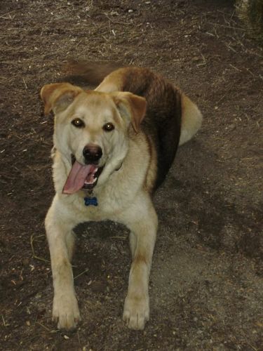 Damien, mon puppy de 7 mois Lab X Husky, qui trouve sa langue...