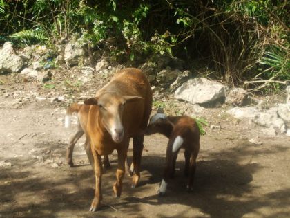 aprés une ballade en Bugy, nous avons trouver des chevaux.