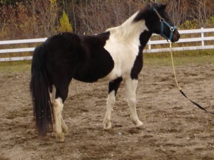 mOn ancien Poney..elle fesait du gymkhana..=D