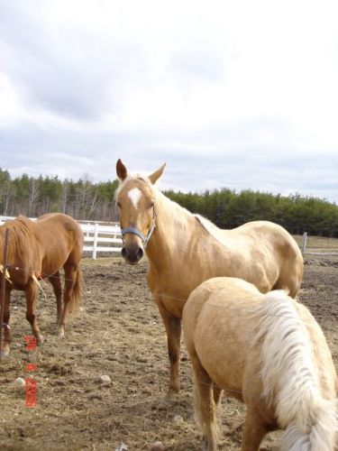 Mirage..Jument quater hOrse! ..trOp jOliee!