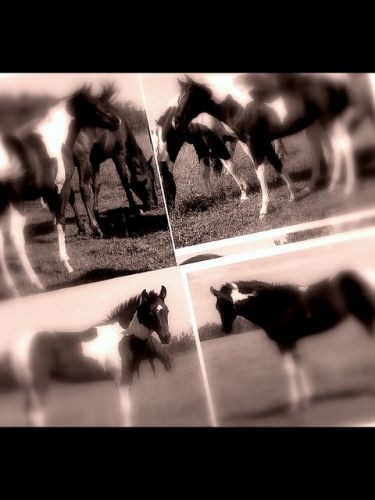  mOntage des Nouveau pOulain paint hOrse a Marii..sOn trOp Cutee