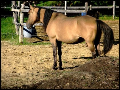 photo par Dostie Ma belle Ice Storm au repos