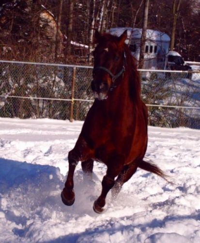Mon cheval qui jout dans la neige l'hiver passé!