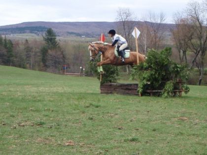 Ginger a Tandalee