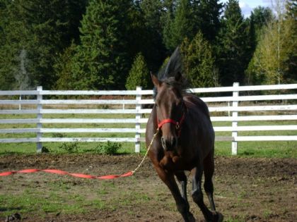 Et au ptit Galop :)