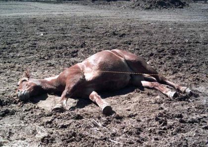 Cheval mort qui gonfle au soleil...lol