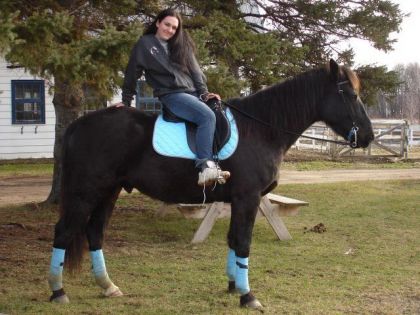 Cavalière et son cheval équipé en bleu
