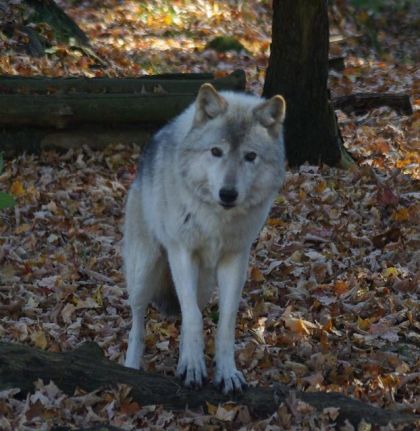 Loups gris, quel regard !
