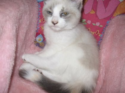 Mitaine, ma petite nouvelle! Dommage, sur la photo je lui ai...
