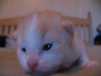 Quossé-ça?!!! Essaie de photo d'un chaton né le 12 oct. Ils...