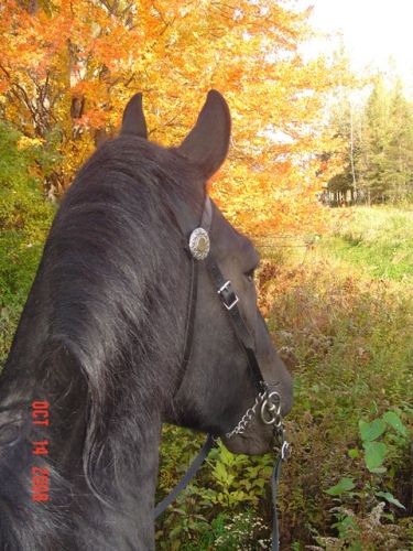 L'automne ....que c'est beau les couleurs