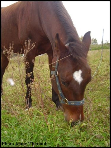 Queen, jument mustang de 5 ans! Elle appartient une de mes...