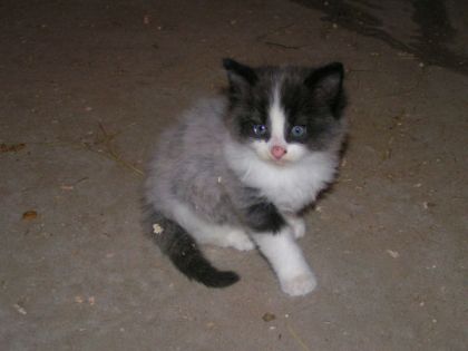 Jeune chaton