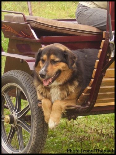 Annette, qui aime beaucoup faire du boguey! Chienne à mon amie....