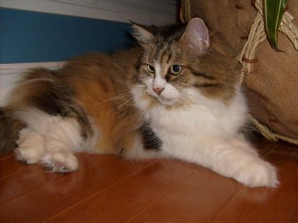 ma grosse chatte !!!! :)