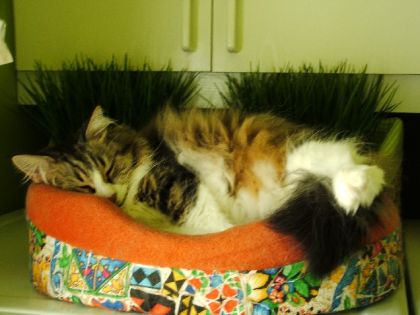 encore mon chat !