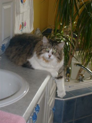 chatouille