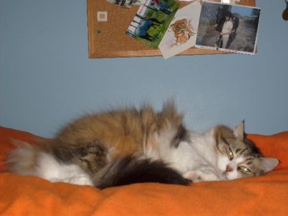 mon chat !!