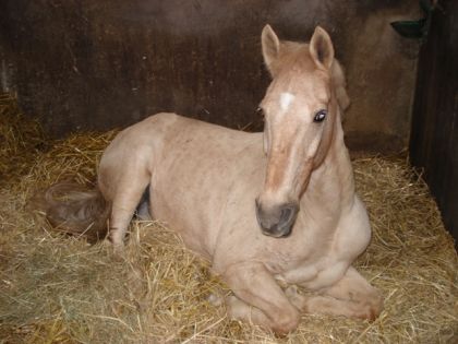 Alors lui c'est un poney au manège de mon parrain.Ilest plus...