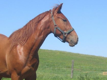 Flash..il y a 3 ans, avec un vieux licou parce qu'il avait perdu...