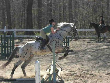 Appaloosa en saut d'obstacle