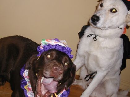 Mes deux chiens; Cannelle et Max qui sont déguisés pour...
