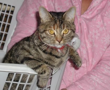 Mon chat super intelligent: Timinne !!!!!