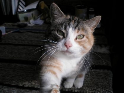 pouchkine notre chatte d'écurie!  pas de souris!