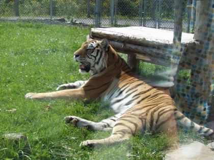 autre tigre , parc safari!
