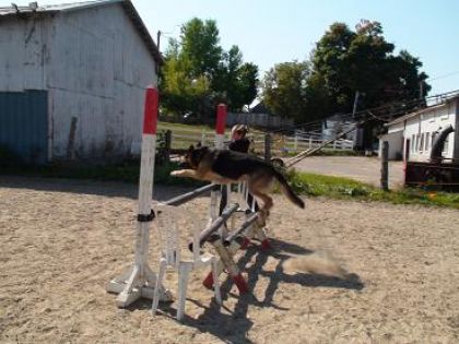 chien d'obstacle le gros lancelot