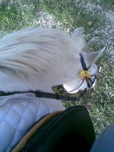 Petite randonnée d'automne avec mon gros loulou !