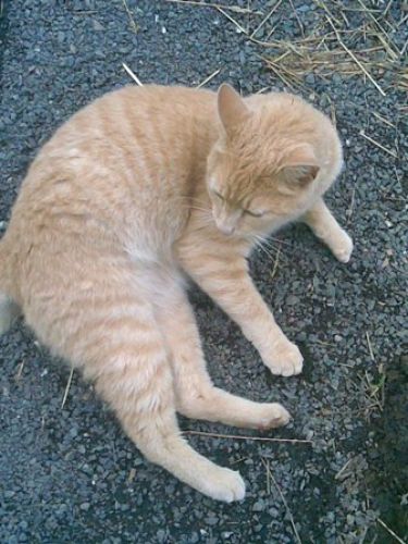 Poulet,  le chat de l'écurie