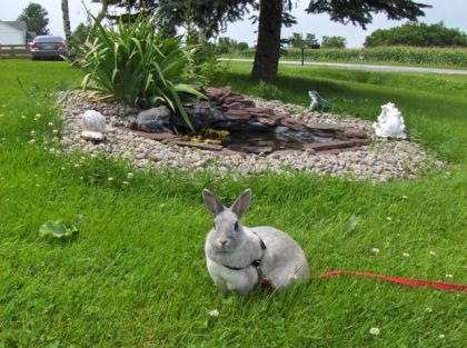 Mon lapin Splash près du bassin d'eau ;)