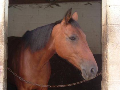 Tête d'un cheval bai