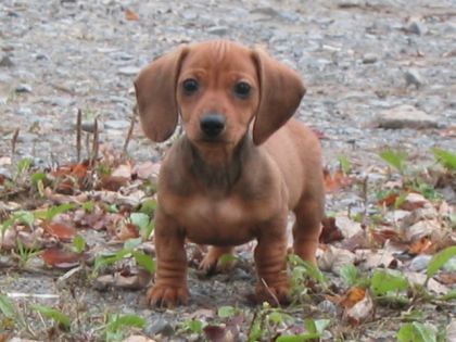 Notre 2ièm mascotte de 2 mois...La belle et cool LÉA....;o)