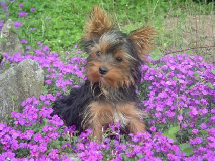 Petit chien dans les fleurs