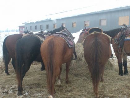 Des chevaux pret pour la rando chez Cow Boy