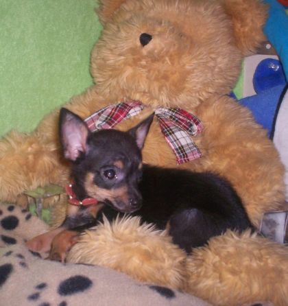 C'est Molly le chiwawa a ma meilleure amie!!!