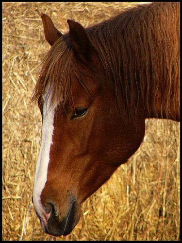 Portrait de Toscane au soleil couchant!