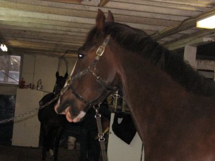 Cheval qui se sort la langue