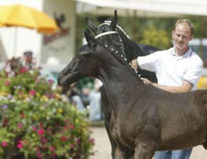 Cheval avec pions