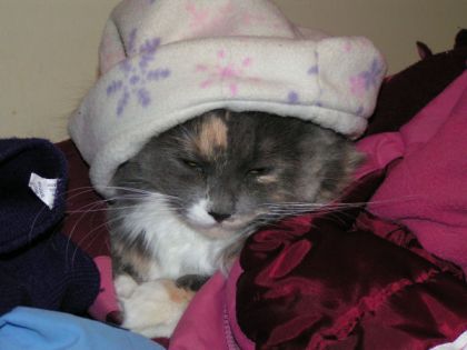 Chat avec chapeau