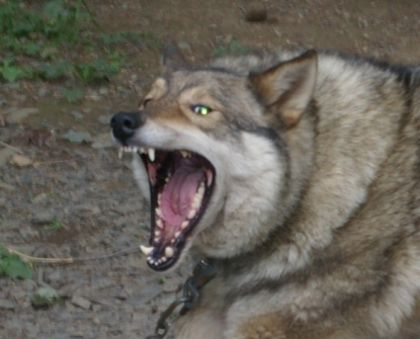 Mon chien qui fait un sourire !