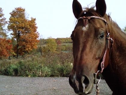 Docs lors d'un randonnée début octobre! C'étais écoeurant le...