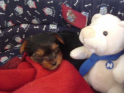 Petit chiot