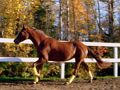 Ma jument au p'tit galop! :)