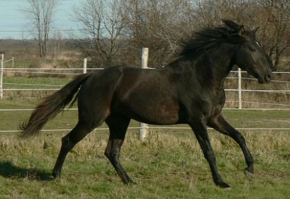 Le beau Bravario :)